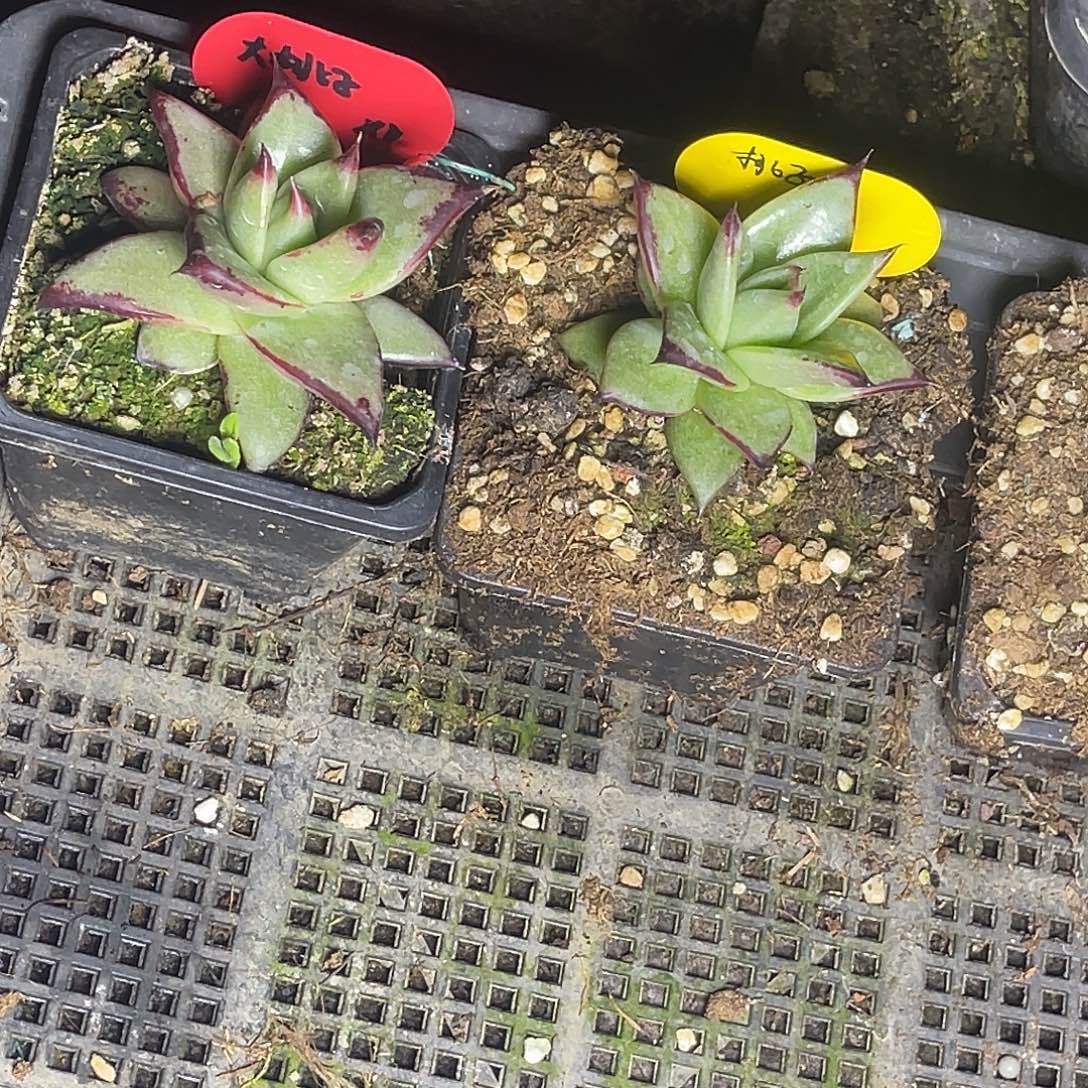 胜***塬多肉植物一组一排