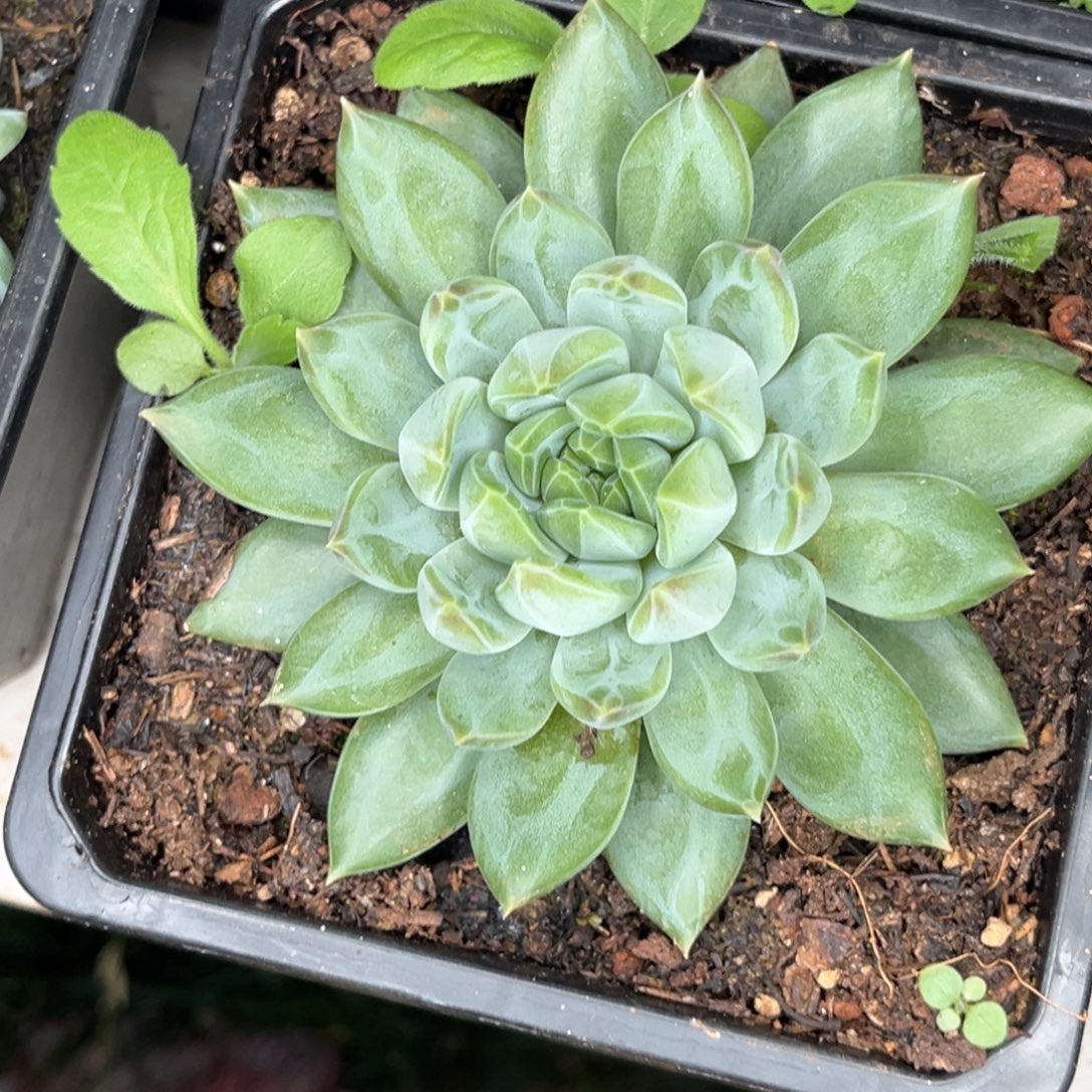 美人系多肉植物148