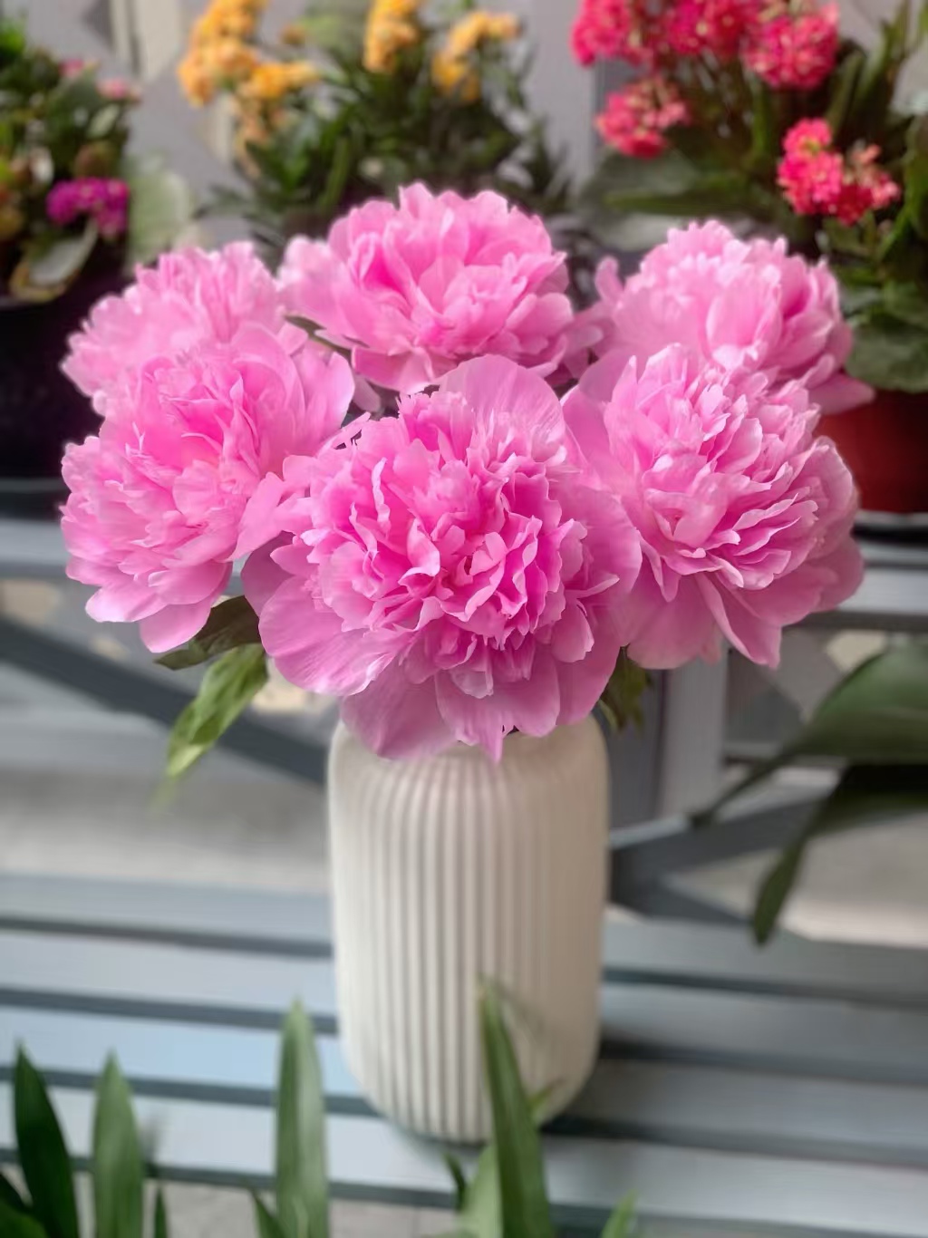 四川重瓣小头芍药   批发花店摆地摊 云南鲜花