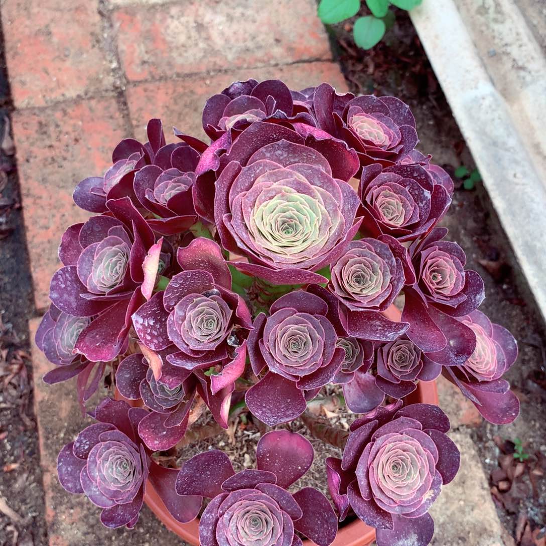 魅金玫瑰，多肉植物