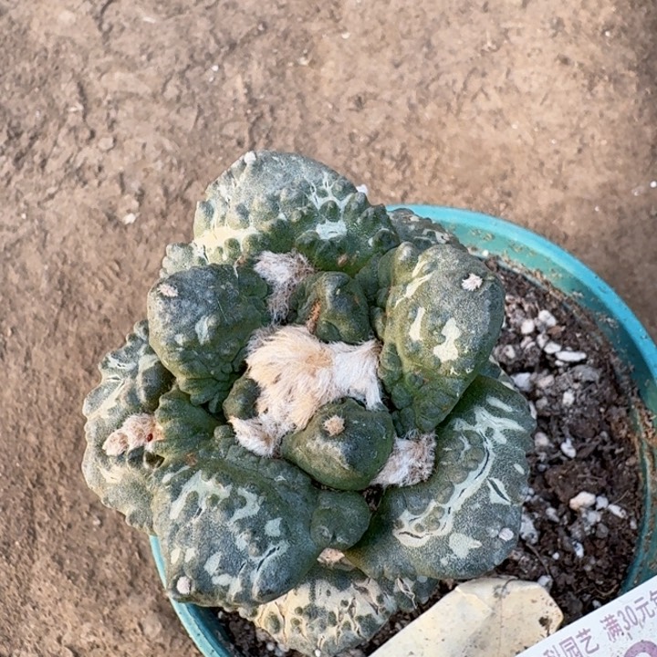 0382苗接三叉尤哥斯拉牡丹