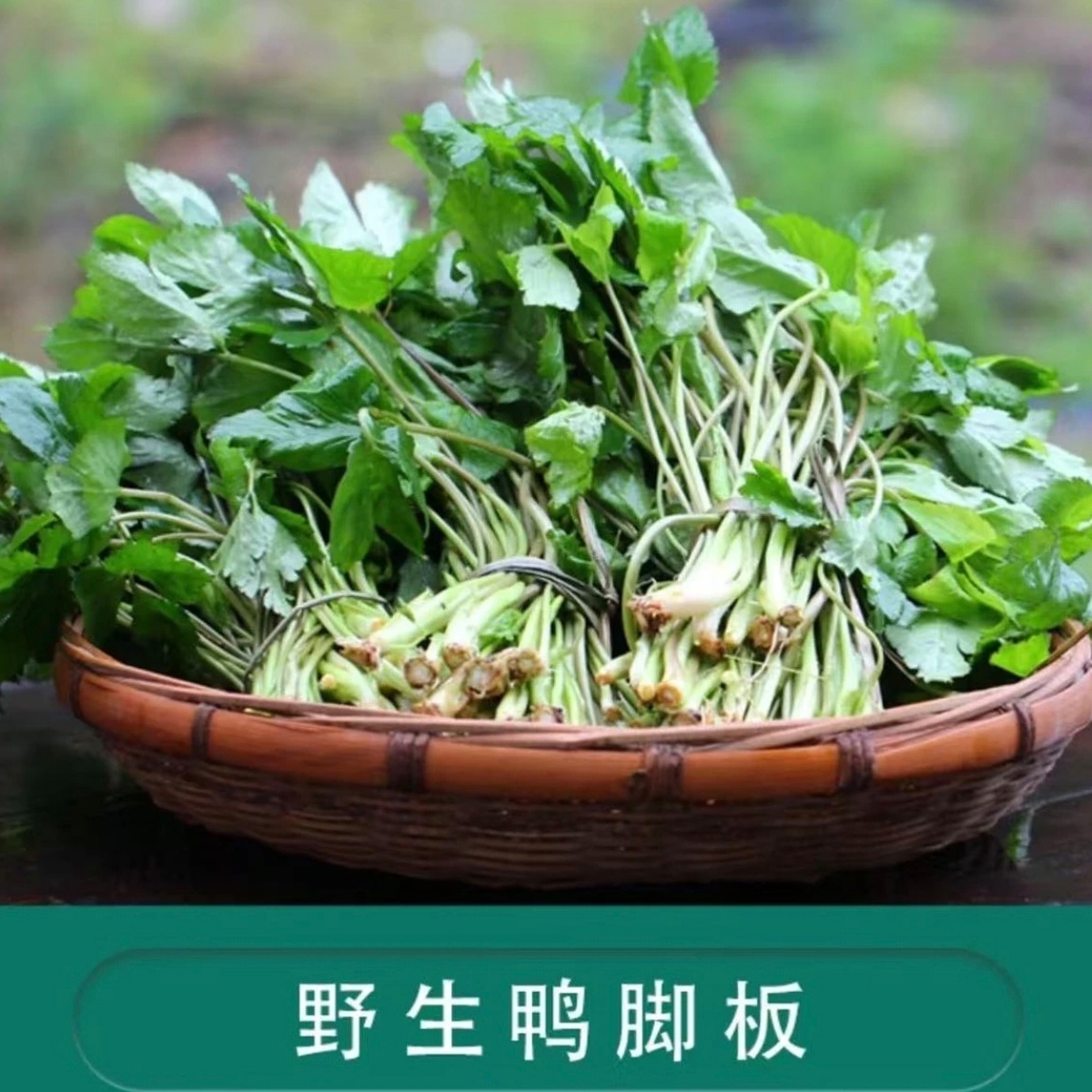 （鸭脚板）湘西农家现采新鲜野菜鸭板
