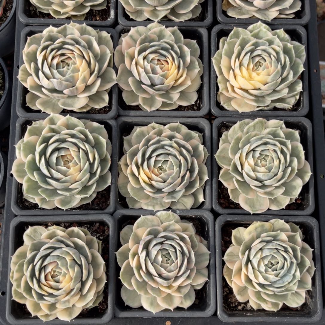 云尘多肉一物一拍25，1棵