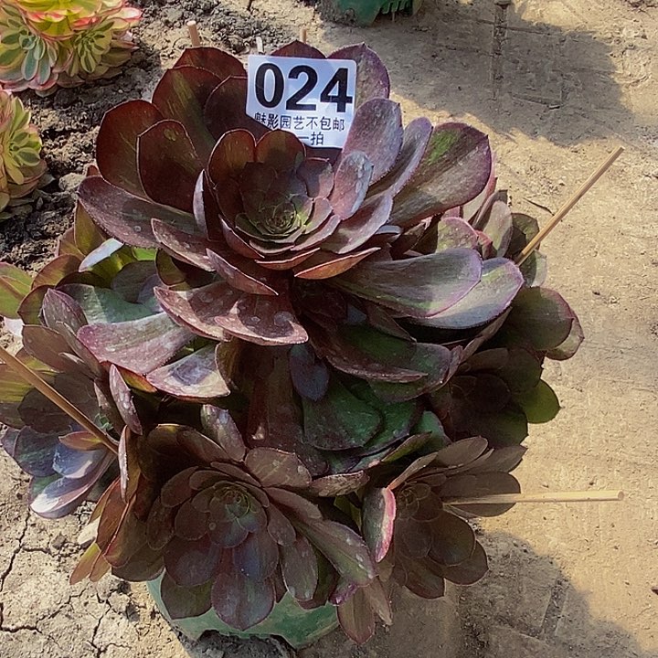 花月夜花花25-14花花