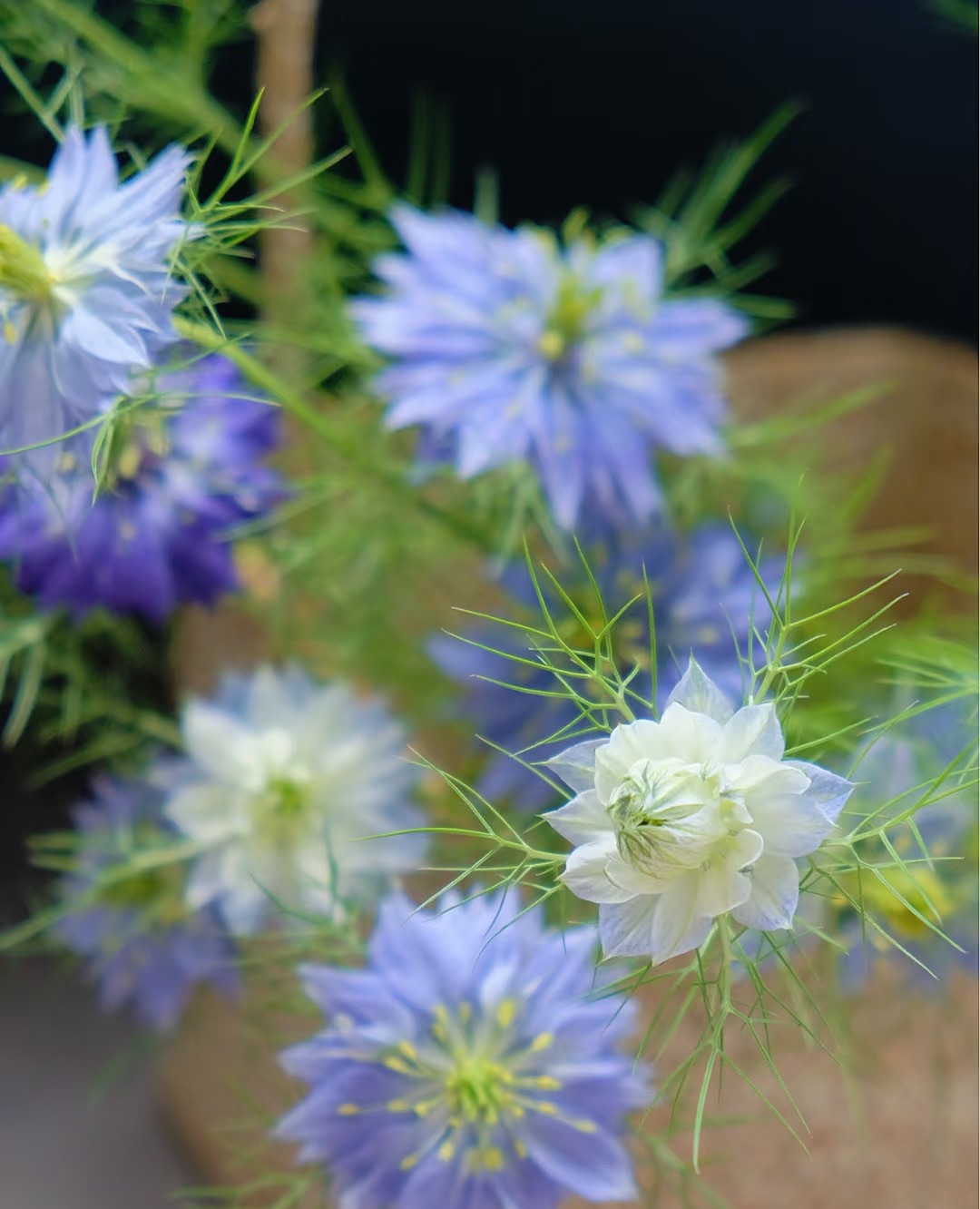 【源头一手价】蓝色黑种草一把 云南     基地  鲜花  直发