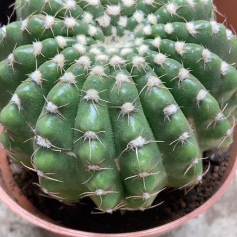 选美玉仙人球9米仙人球