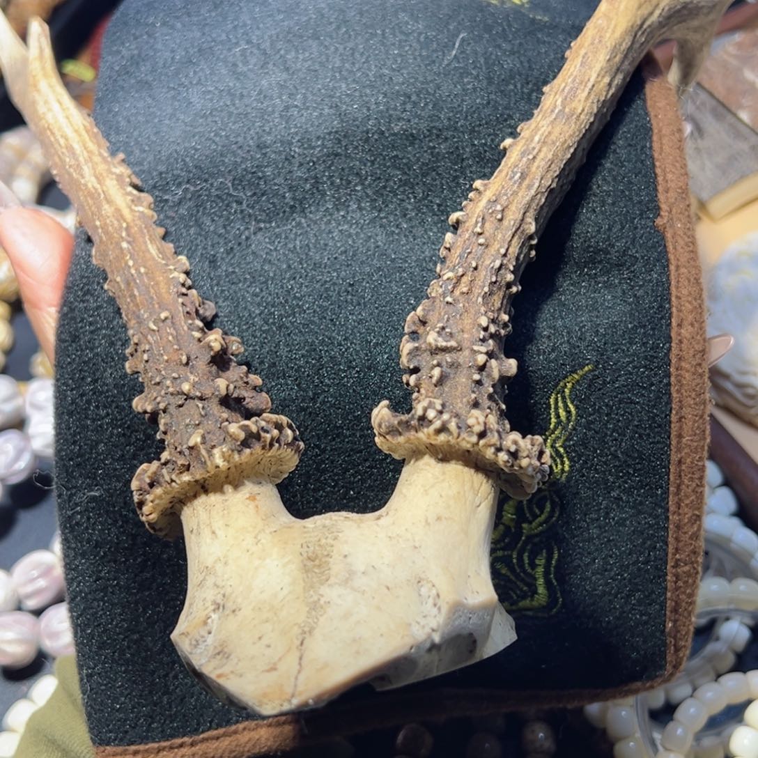 鹿骨把件宠*杨鹿骨鹿角