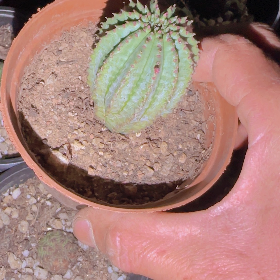 十***时块根植物块根植物