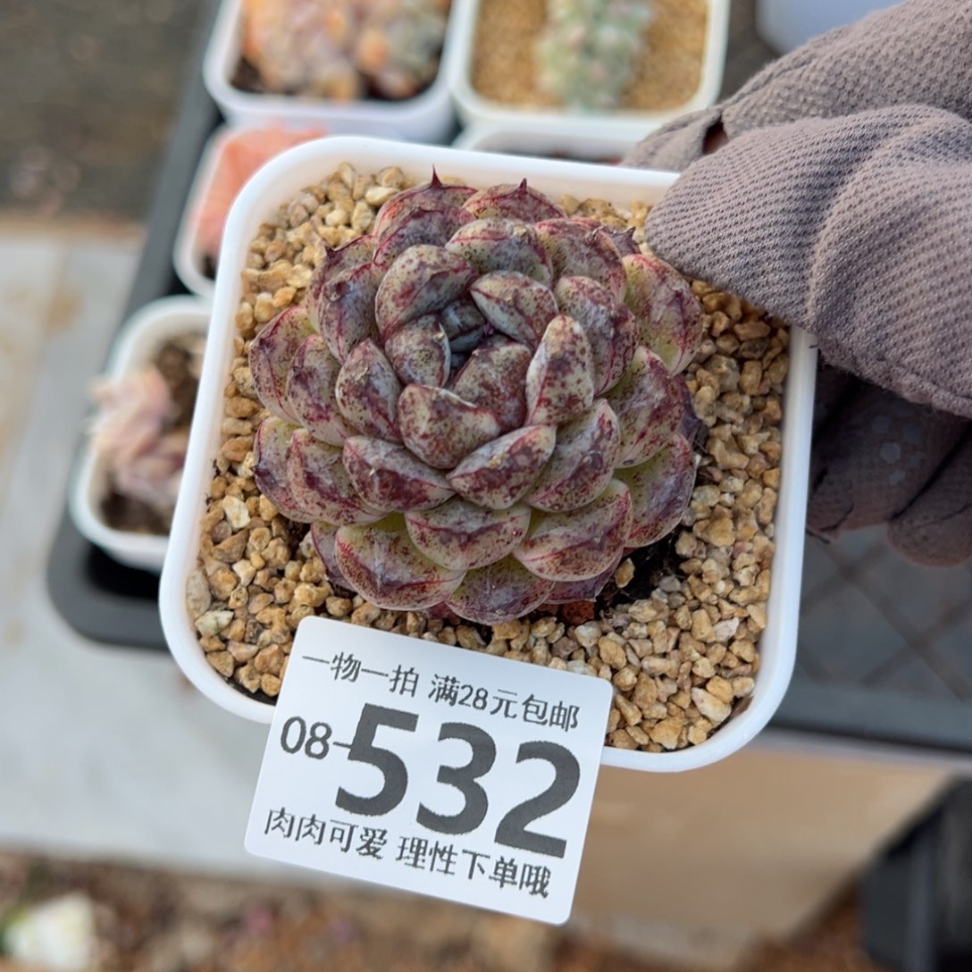 赤水晶多肉多肉多肉