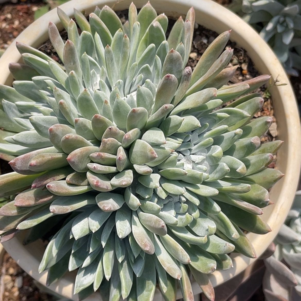 【闪购商品】韩版白雪缀化