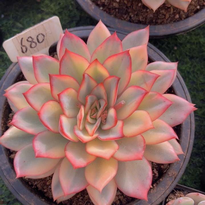 健健康康平平安安