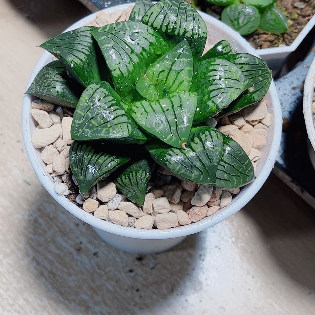 画皮寿精品十二卷