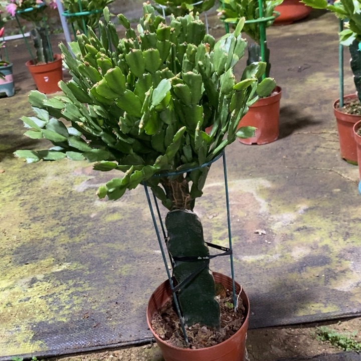 大部分花苞少量开放124嫁接055