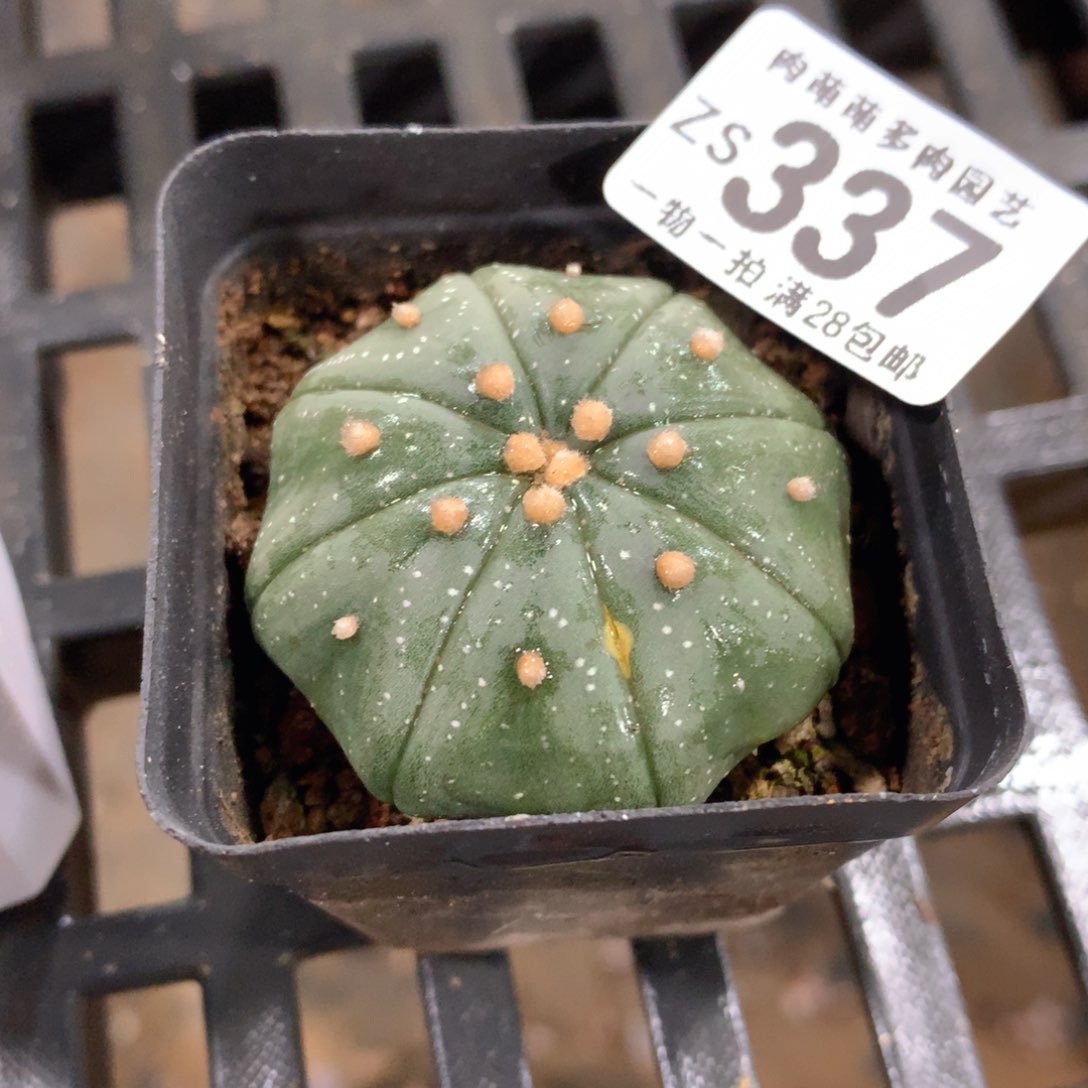 肉萌萌拇指盆精控多肉ZS337