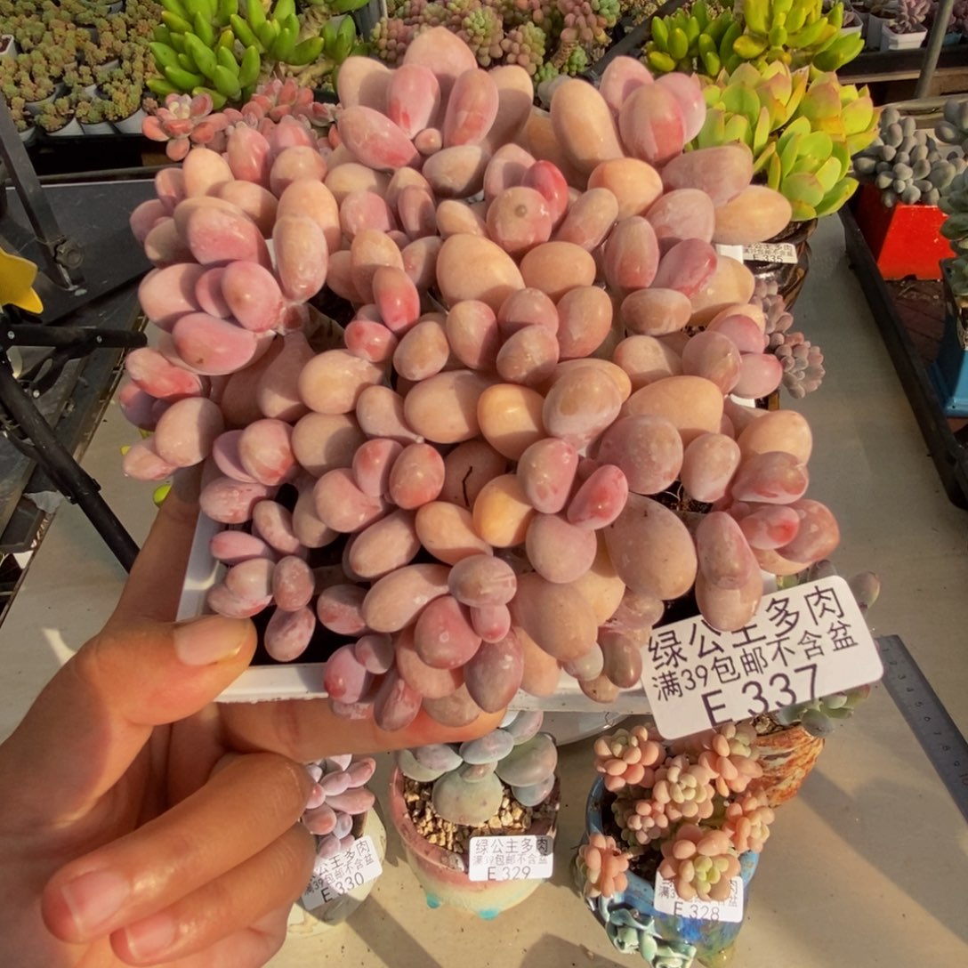 337糖果桃蛋多肉10c m