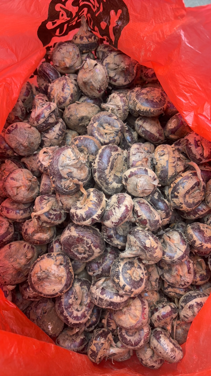 双港镇农家土栗子