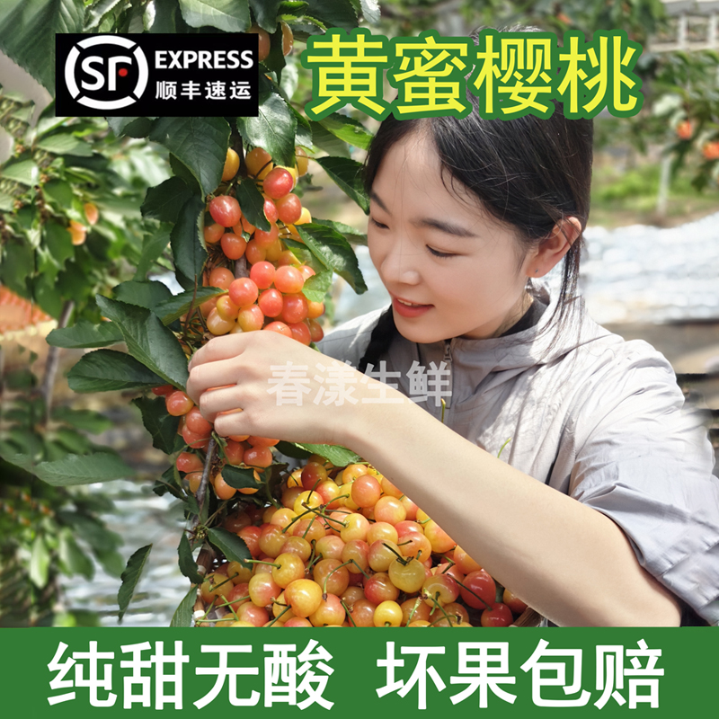 【纯甜】4斤山东樱桃高端品种黄蜜黄水晶新鲜孕妇水果J顺丰空运2