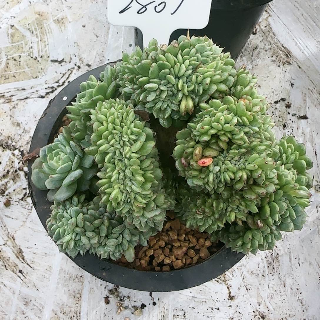 2807号39.9         肉