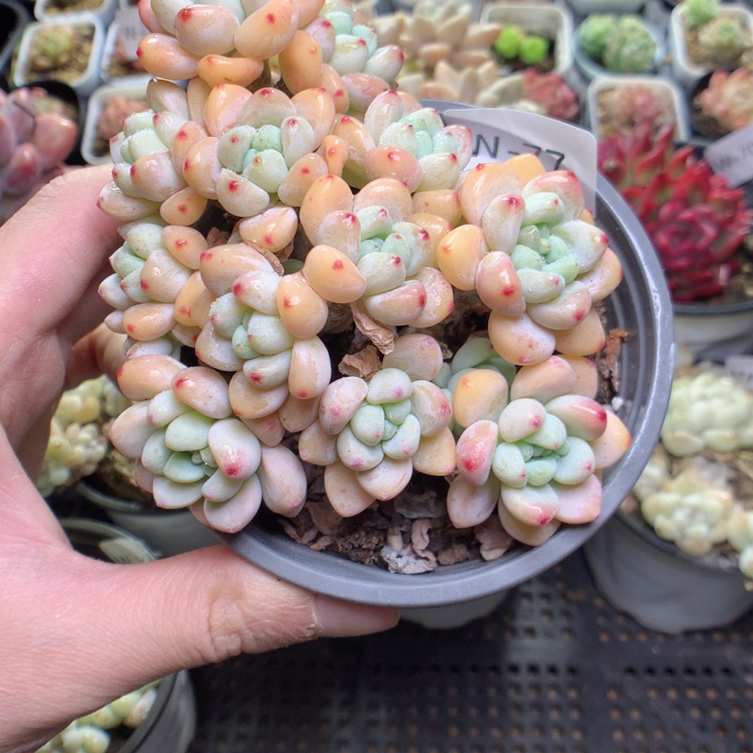 W77y y y y y y y y y y y