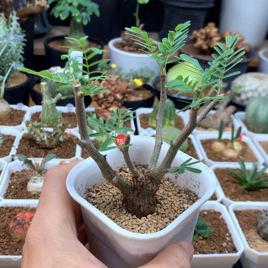 实生沙漠苏木带盆发货