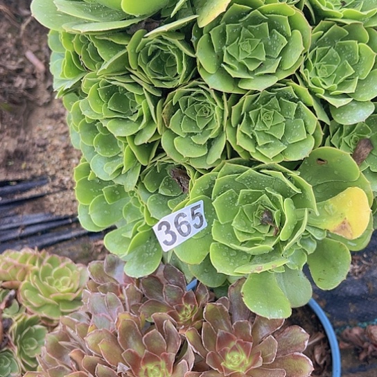 福***制多肉植物一个绿玫瑰