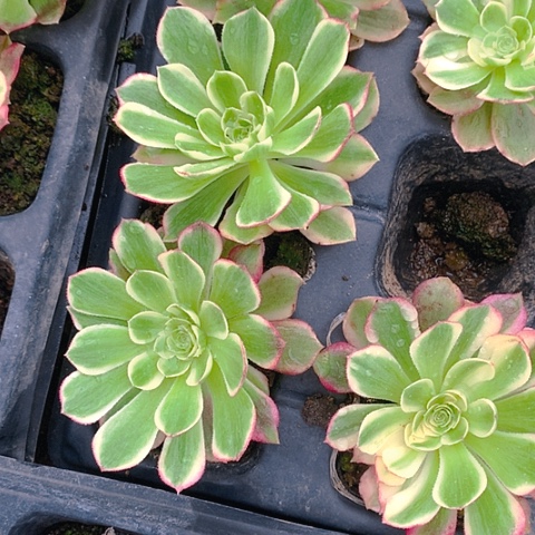 0001单头25棵多肉植物