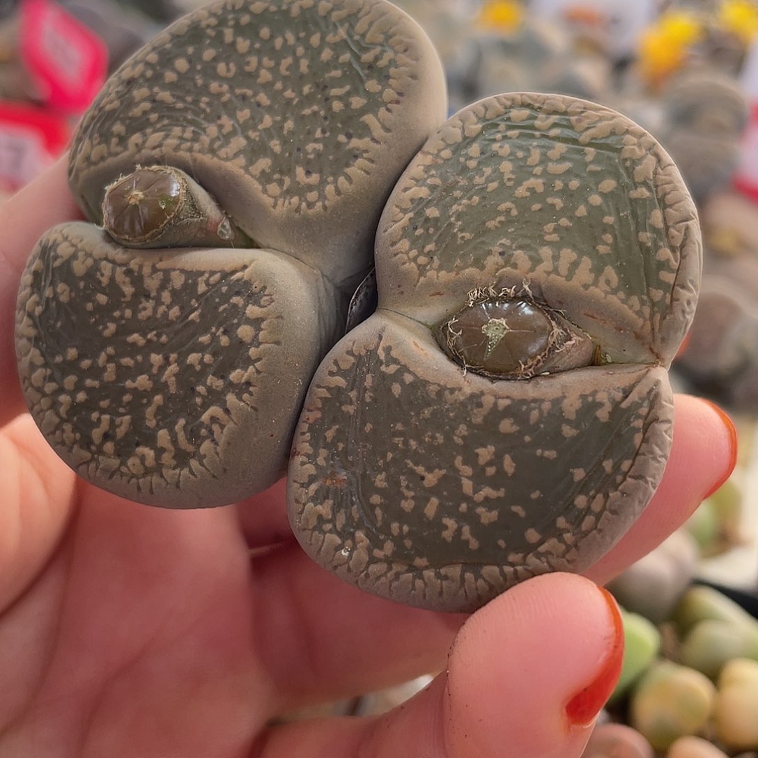 生石花一颗00049