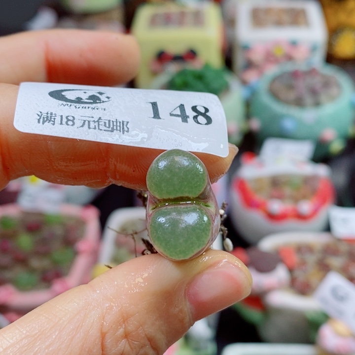 生石花花花花花花花148