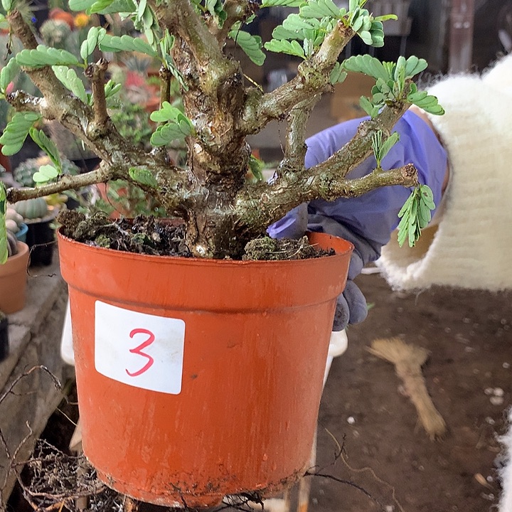 羽***客沙漠苏木3号。。。。。。。。。