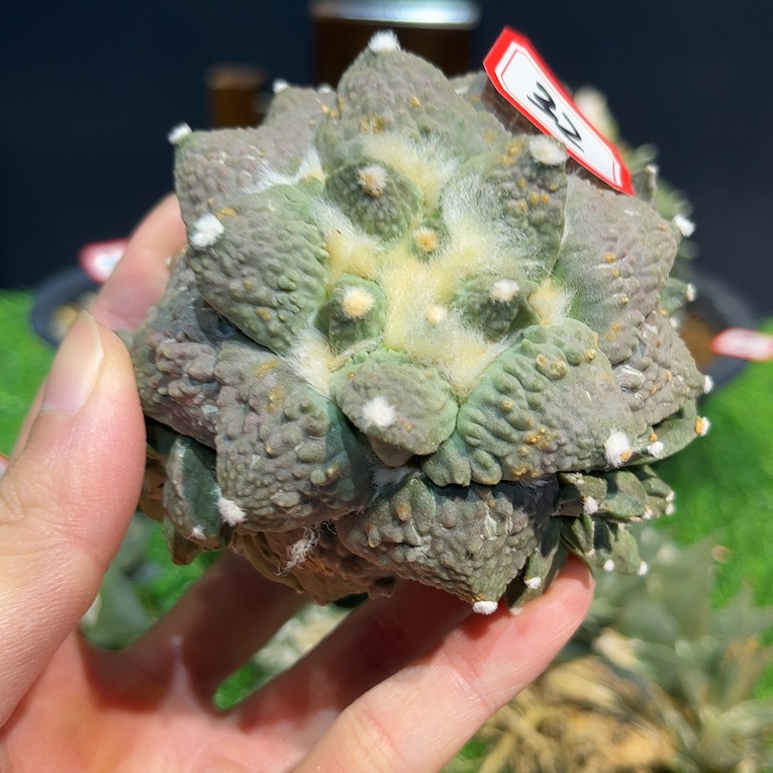 32号自根紫姬怒涛福利