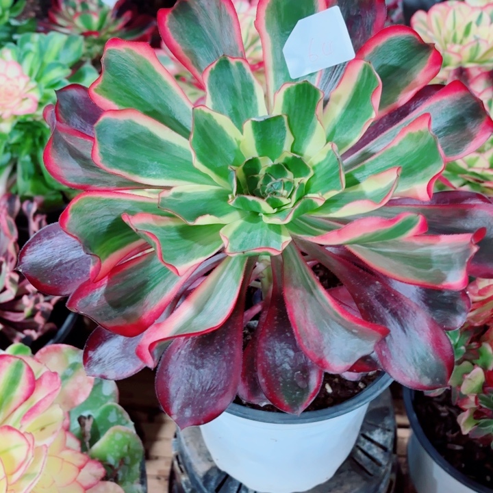 云南红魔女好看64号