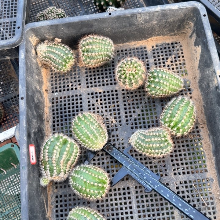 睡美人无根侧芽三公分左右