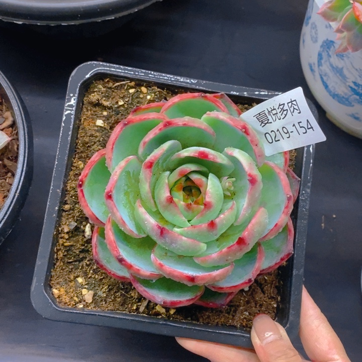 夏悦多肉0219-154惊鸿仙子