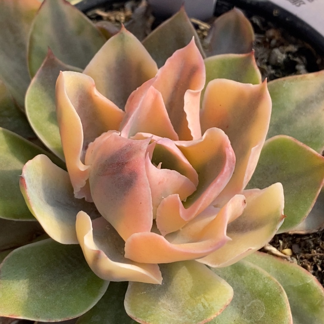 617pinky锦单头带根