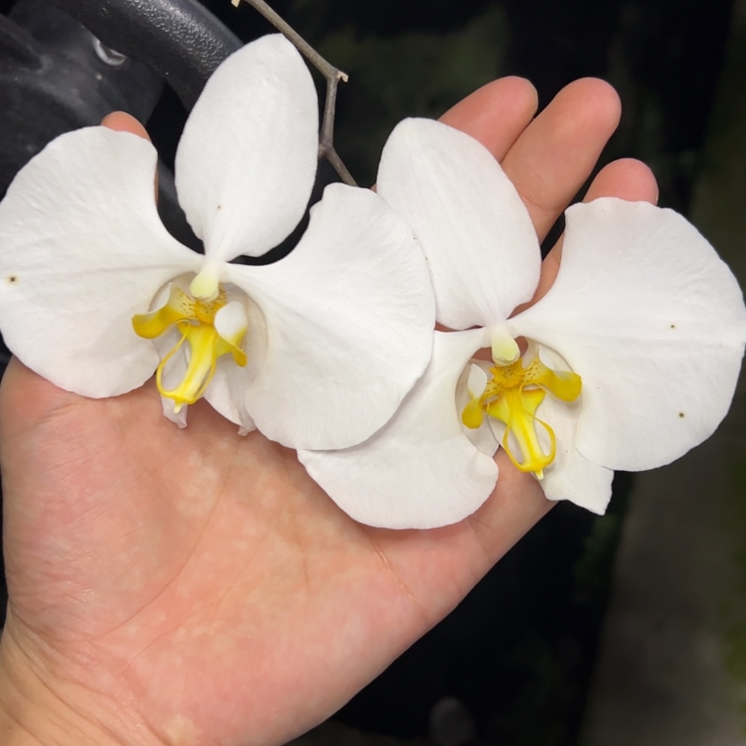 完全开放l518苏拉威西阿嬷1.7