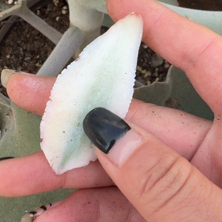 笑****蓝丝绒叶插一物一拍