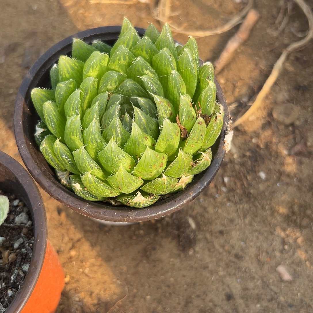 多肉植物鹰水晶单头