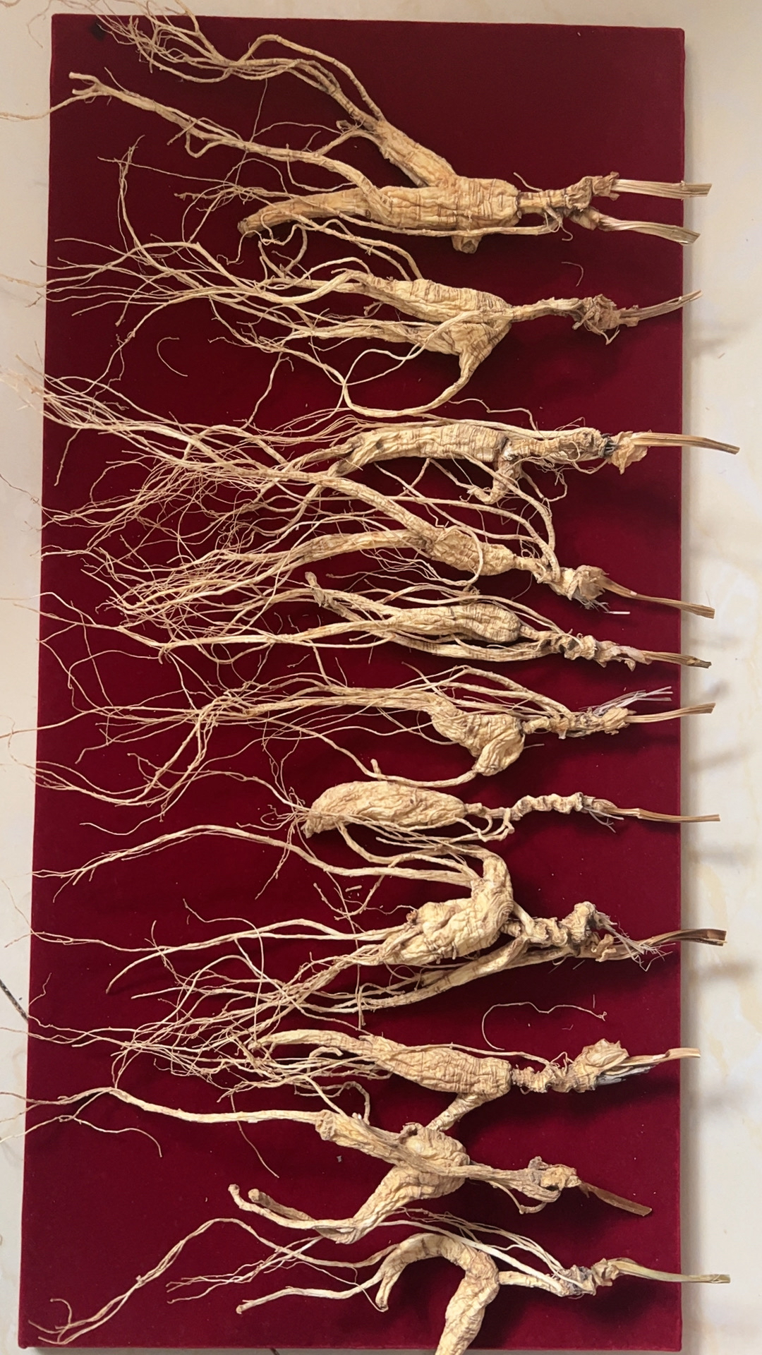 长白山林下参-残枝断须-中