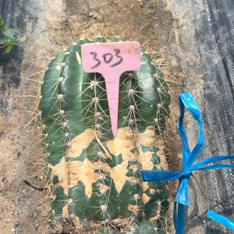 清清702有斑介意勿拍303