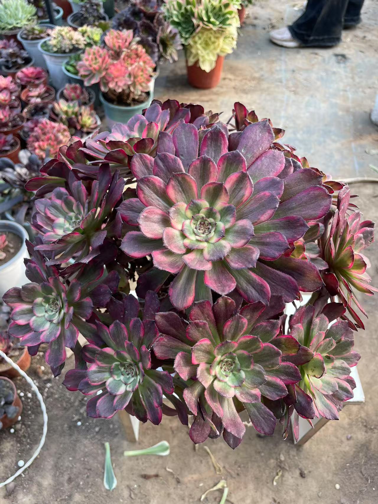 PP【红金刚】多肉法师