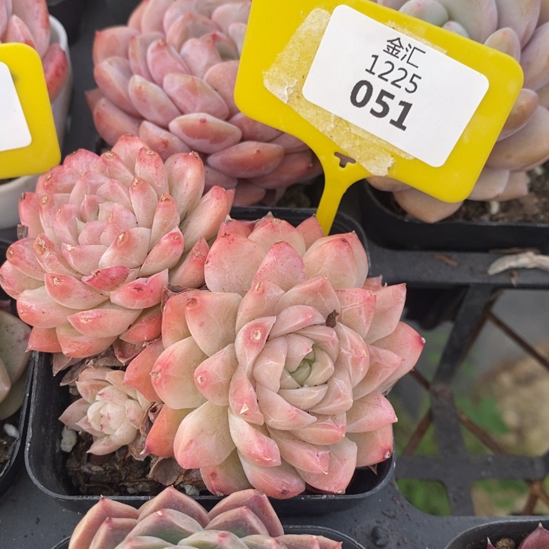 福利多多。1225051