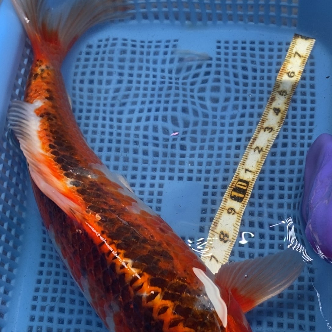 锦鲤冷水锦鲤包邮