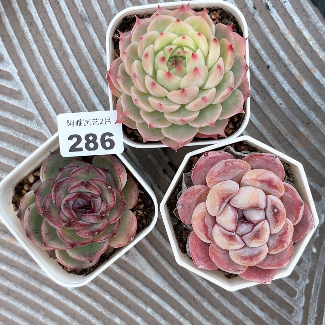 阿雅园艺。       286