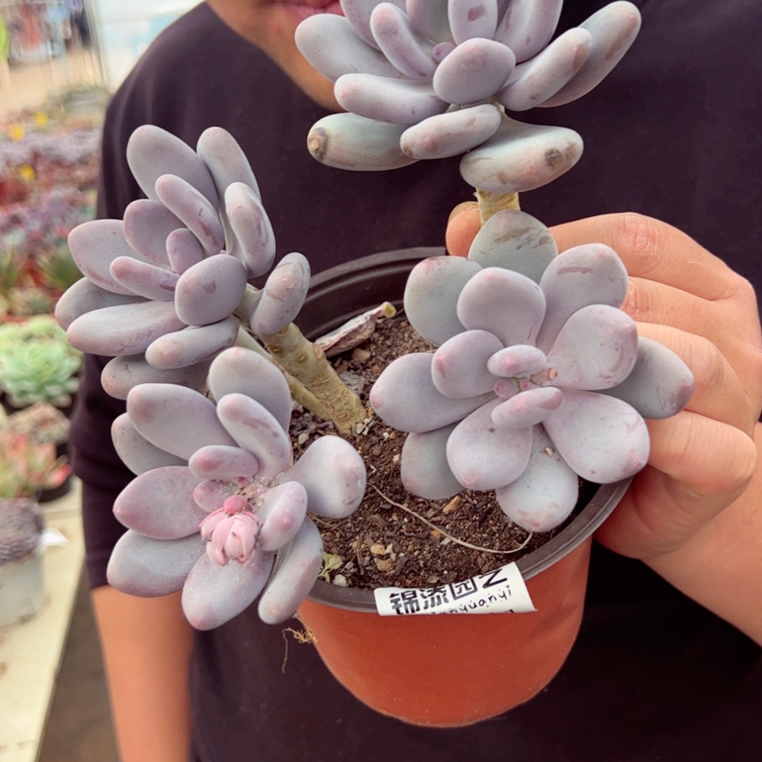 大叶脉四头起群生多肉