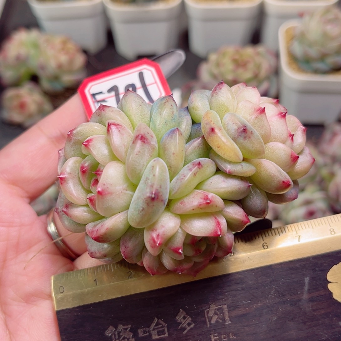 E701一物一拍 小酒窝 微瑕