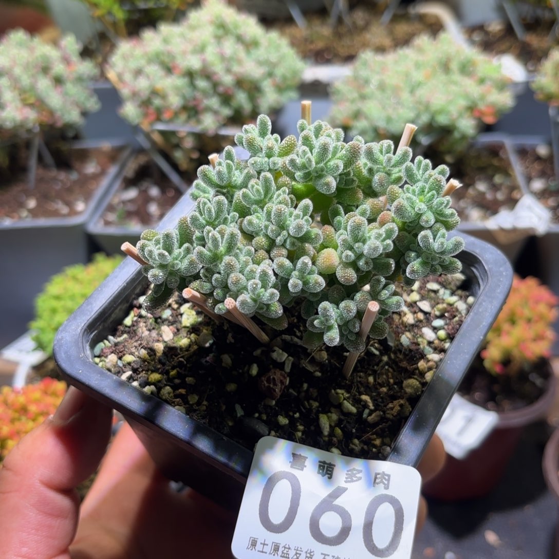 *****枝干番杏冰晶060   