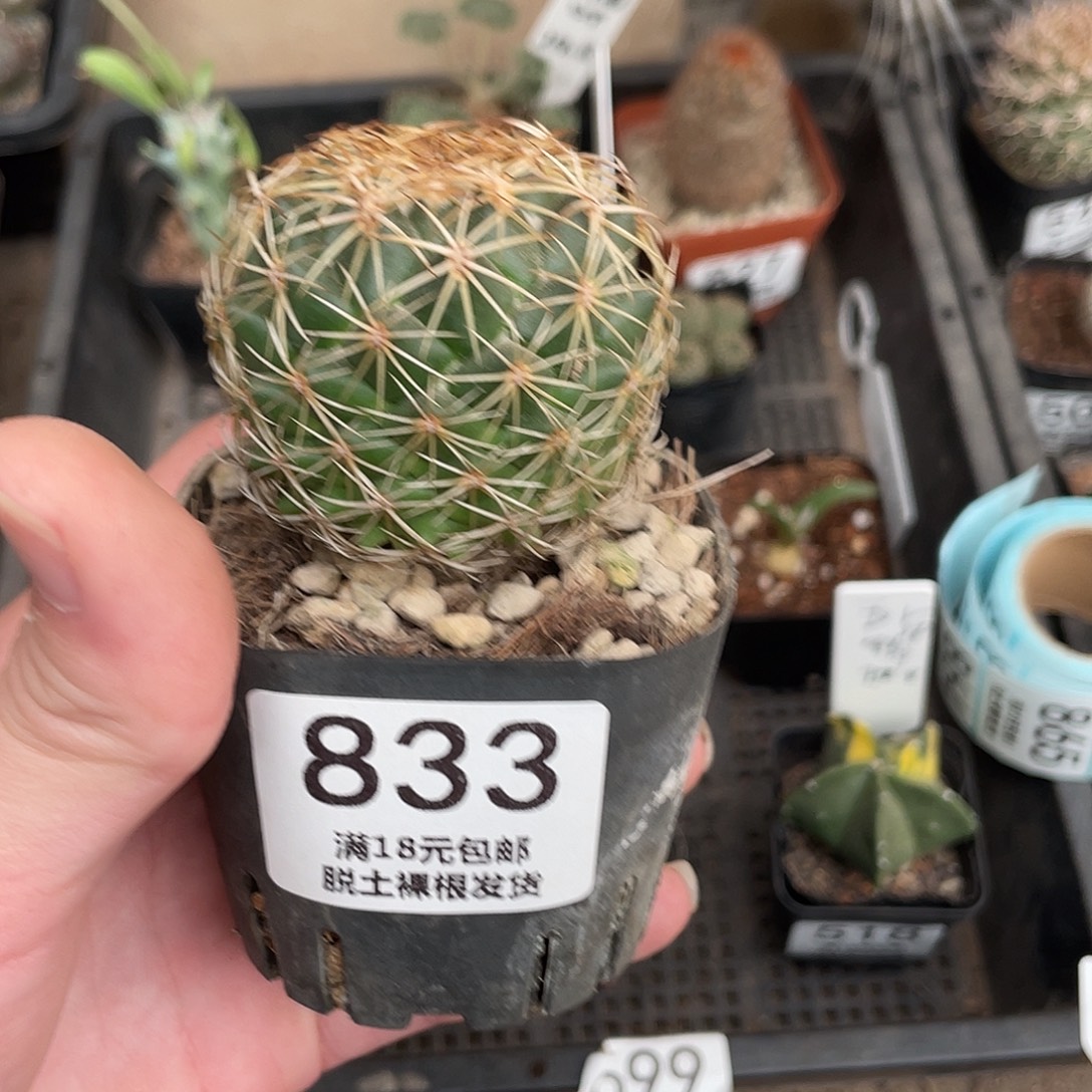 833儒衣（满18包邮）