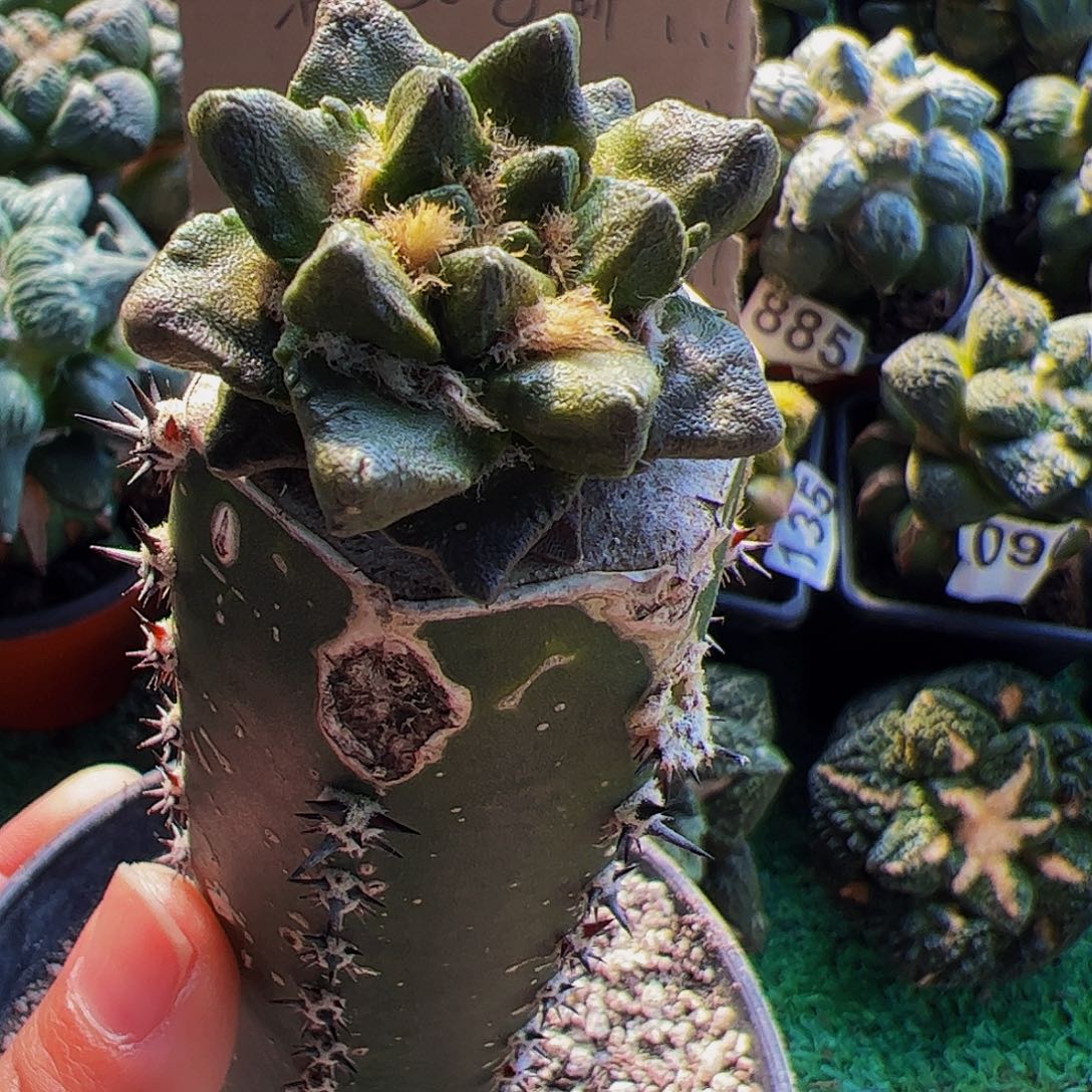 无花朵短尤龙角牡丹215