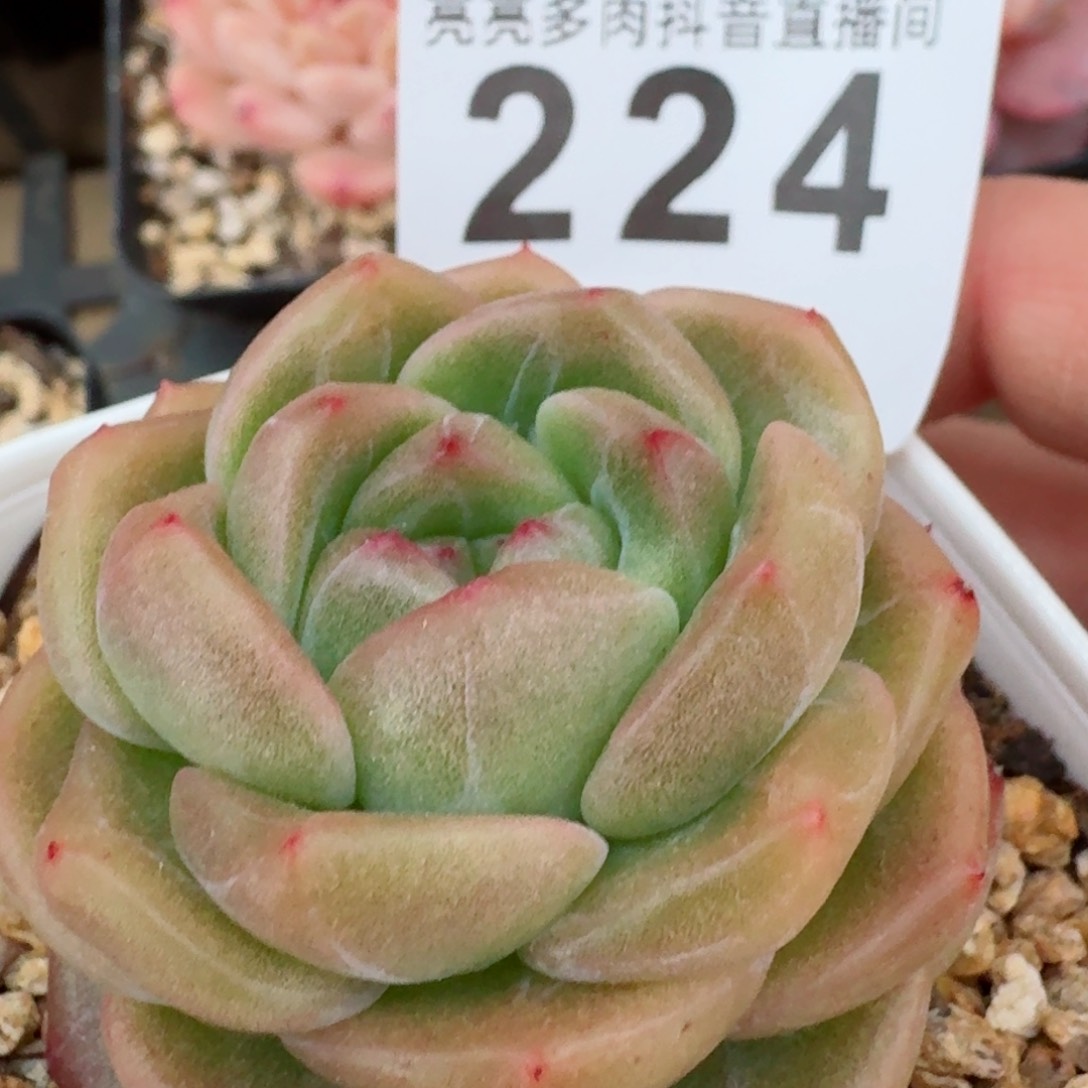 麦秆         精品多肉