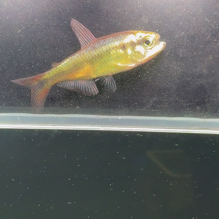 灯科鱼左下缸4号3.5左右有黑点碎金缎带一条